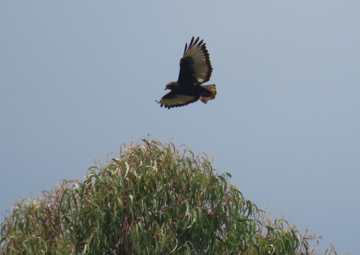 Augur Buzzard - ML647624806