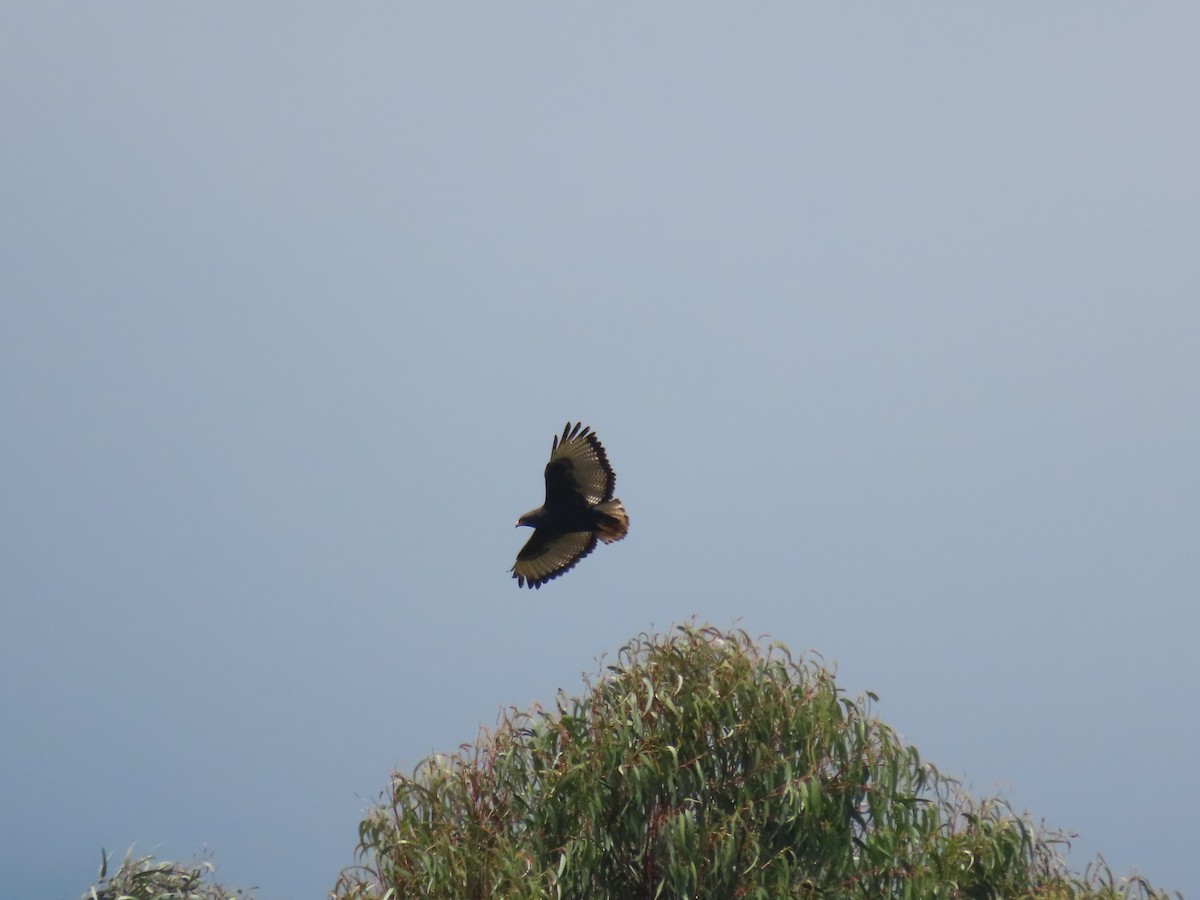Augur Buzzard - ML647624807