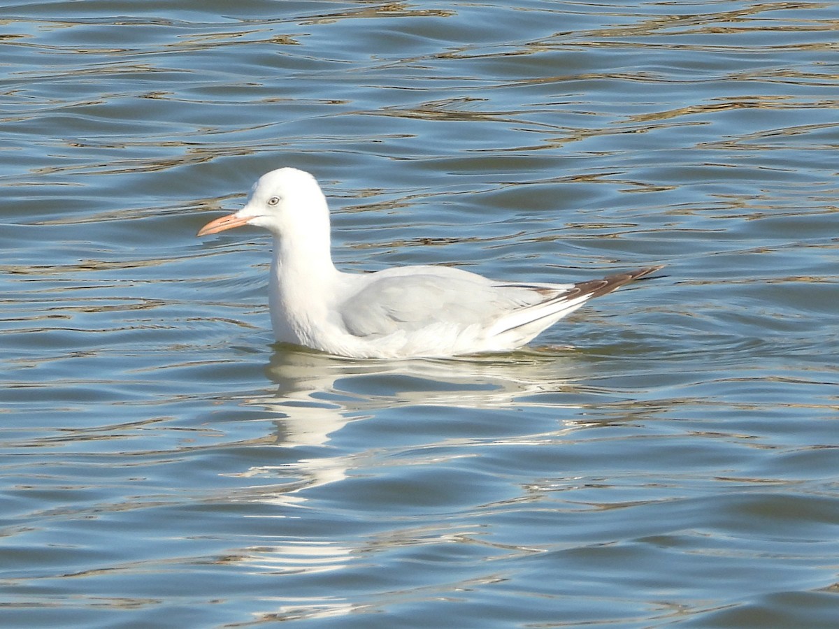 Морской голубок - ML647624850