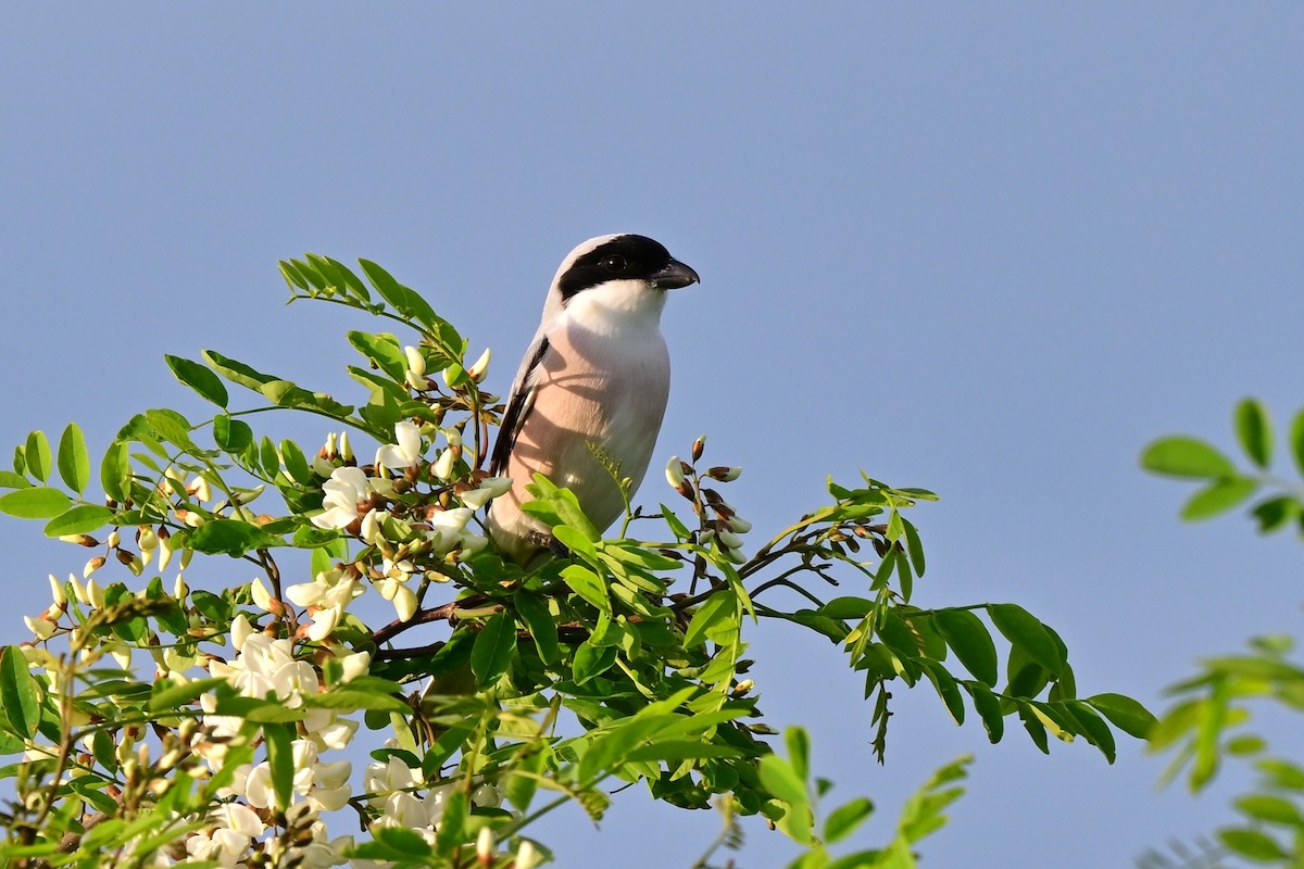 Pie-grièche à poitrine rose - ML647624878