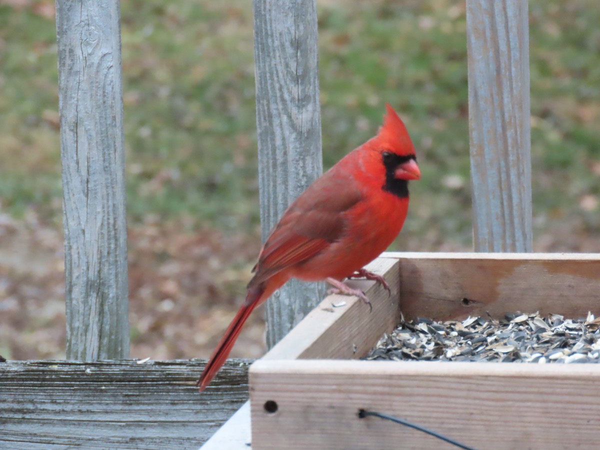 Кардинал червоний - ML647624902