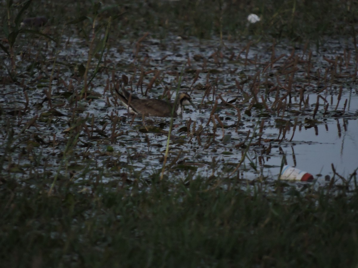 Jacana à longue queue - ML647624904