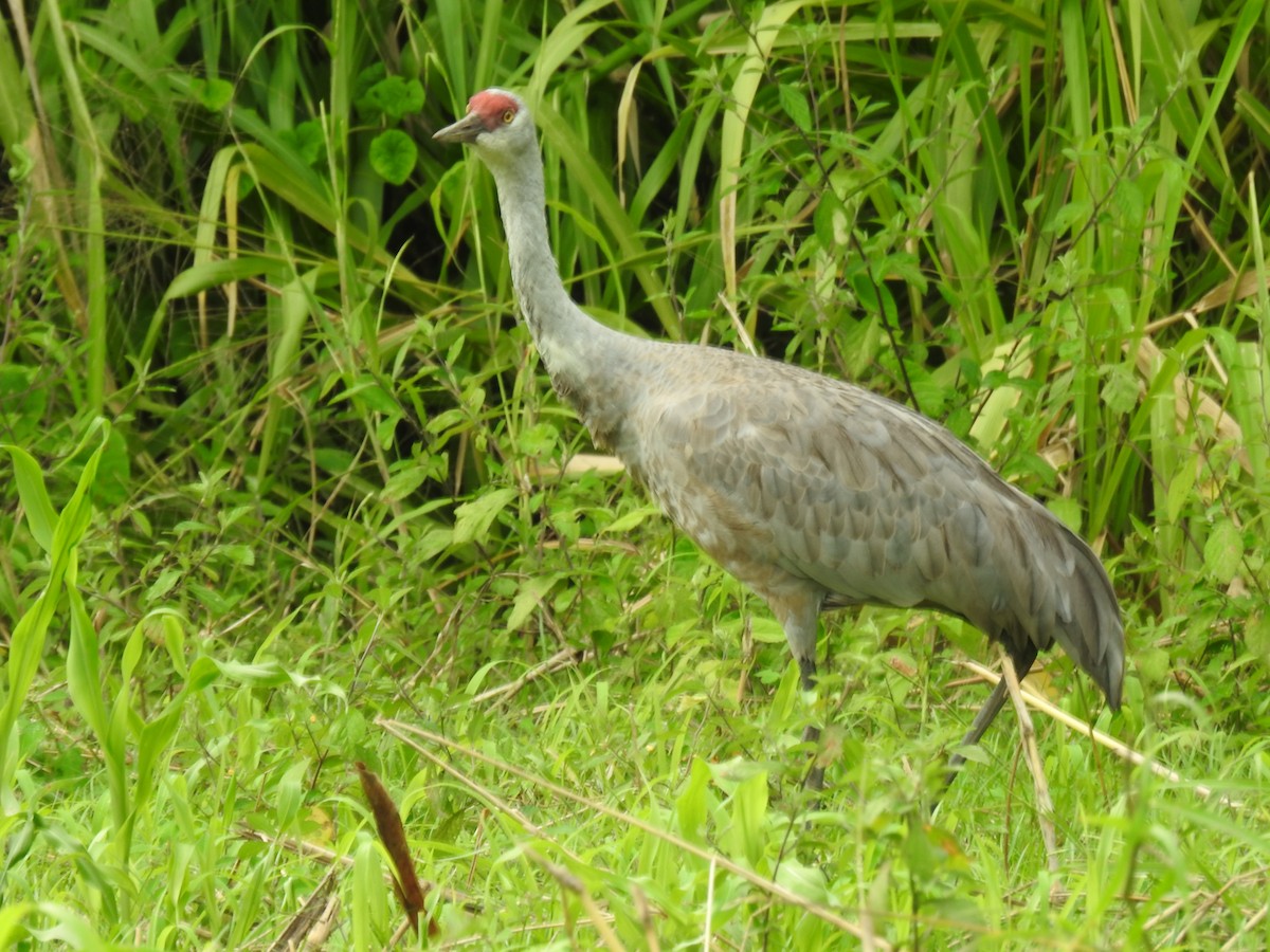 カナダヅル - ML647624926