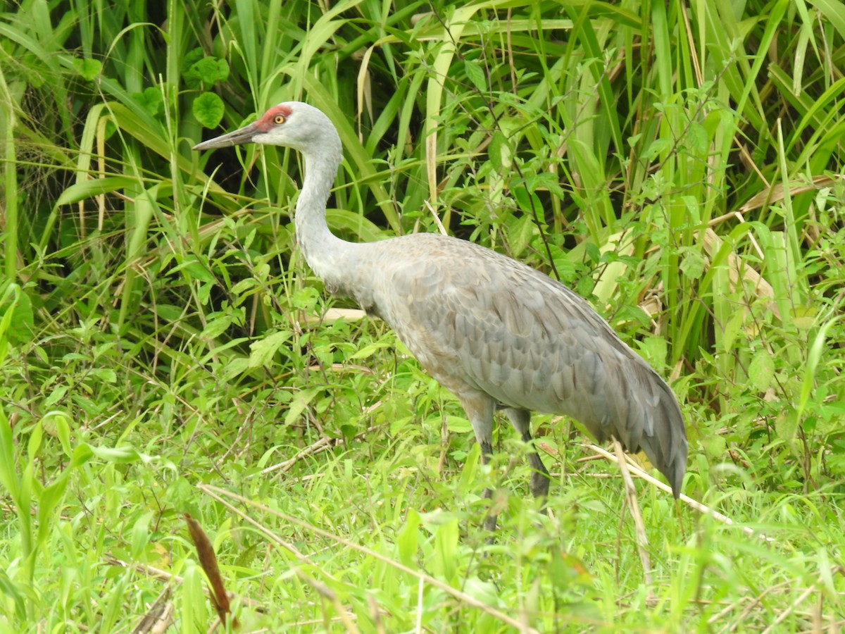 カナダヅル - ML647624929