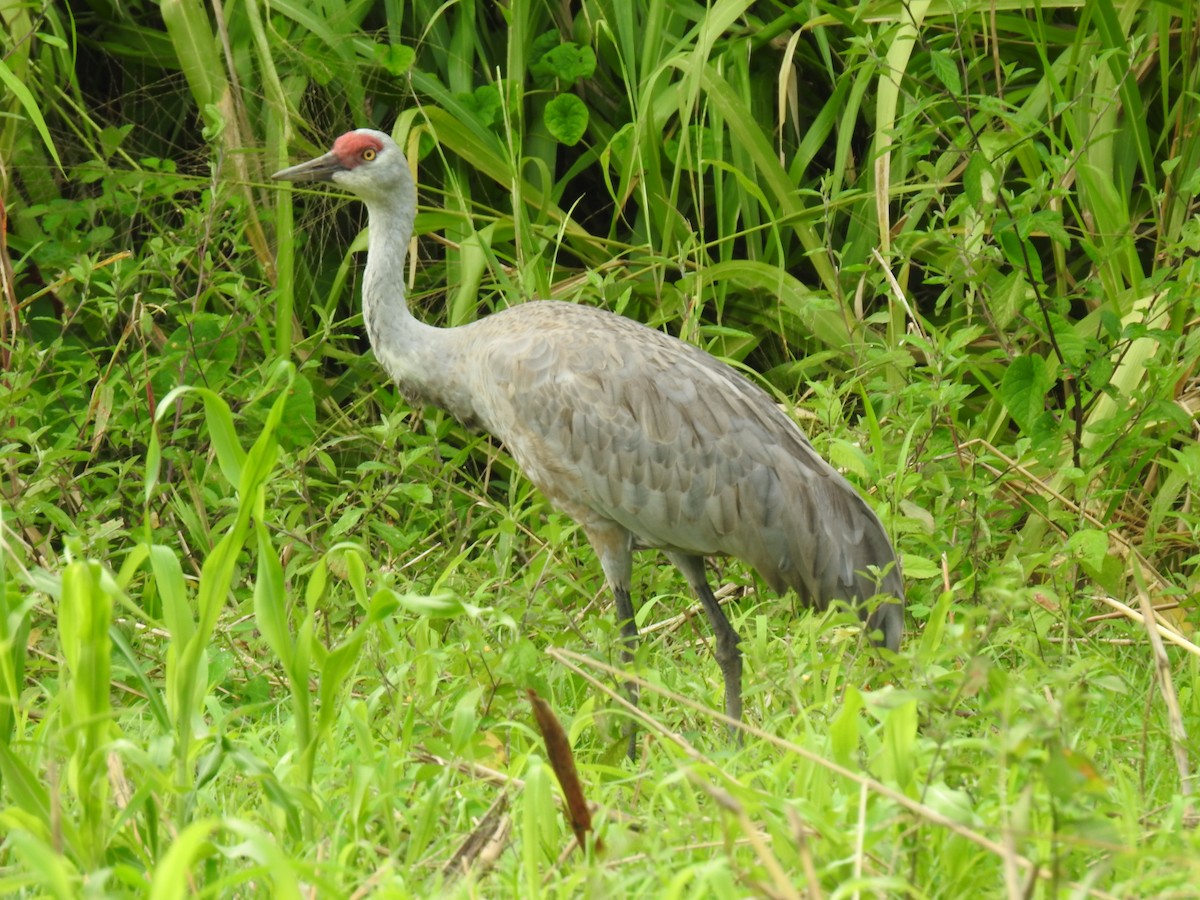 カナダヅル - ML647624932