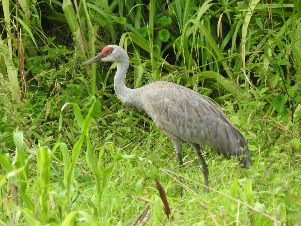 カナダヅル - ML647624933