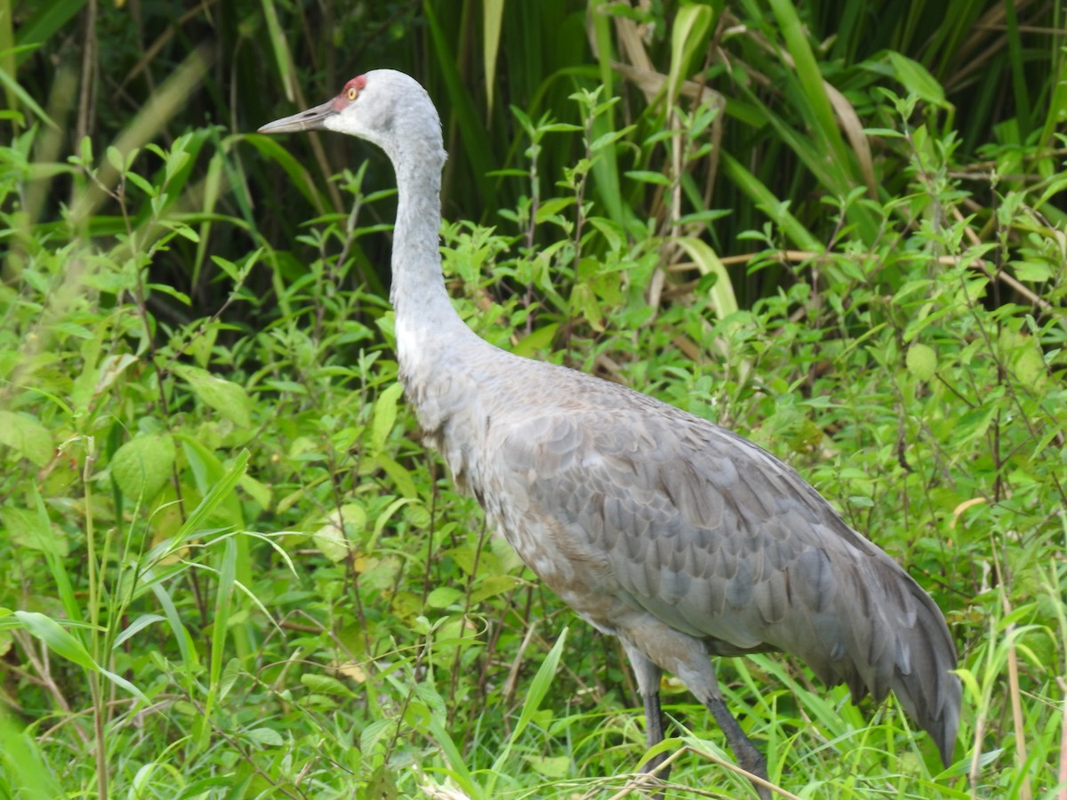 カナダヅル - ML647624934