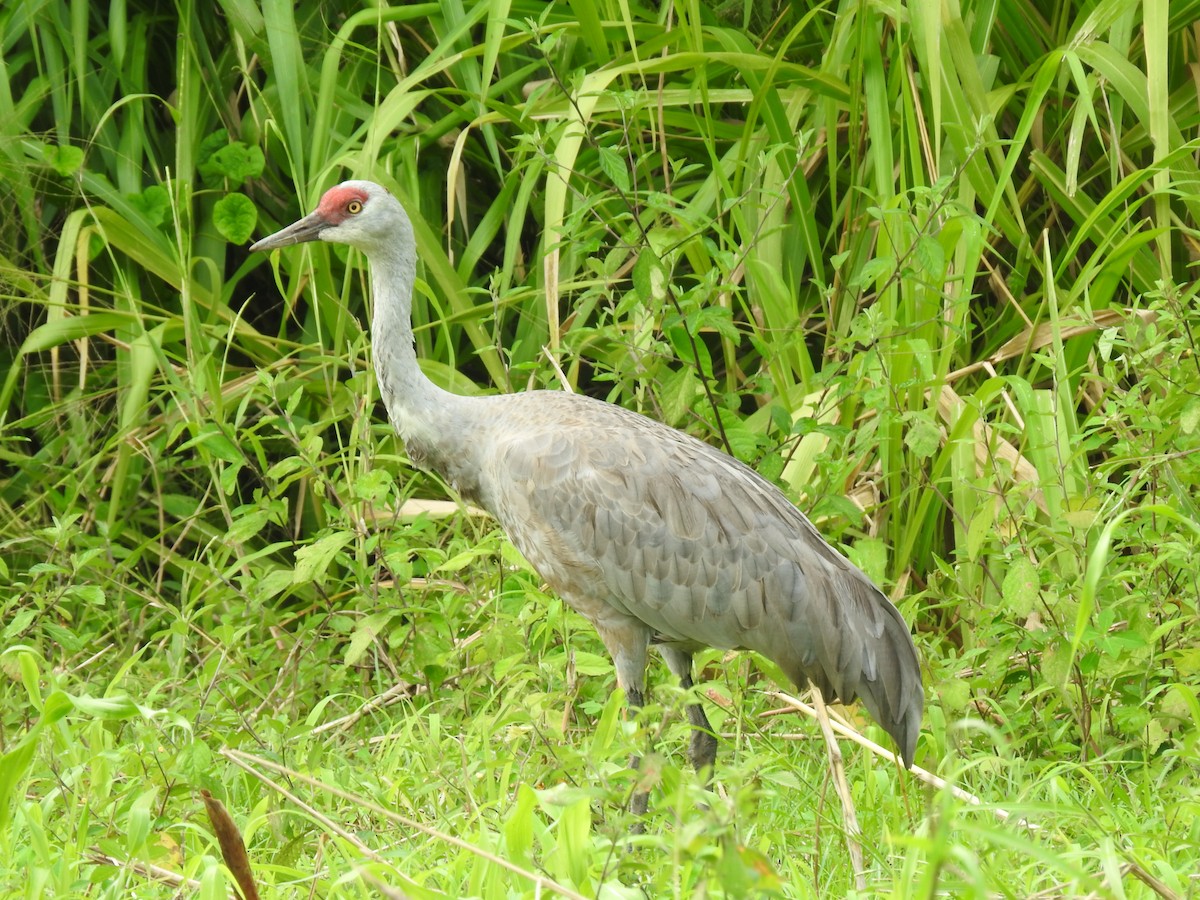 カナダヅル - ML647624935