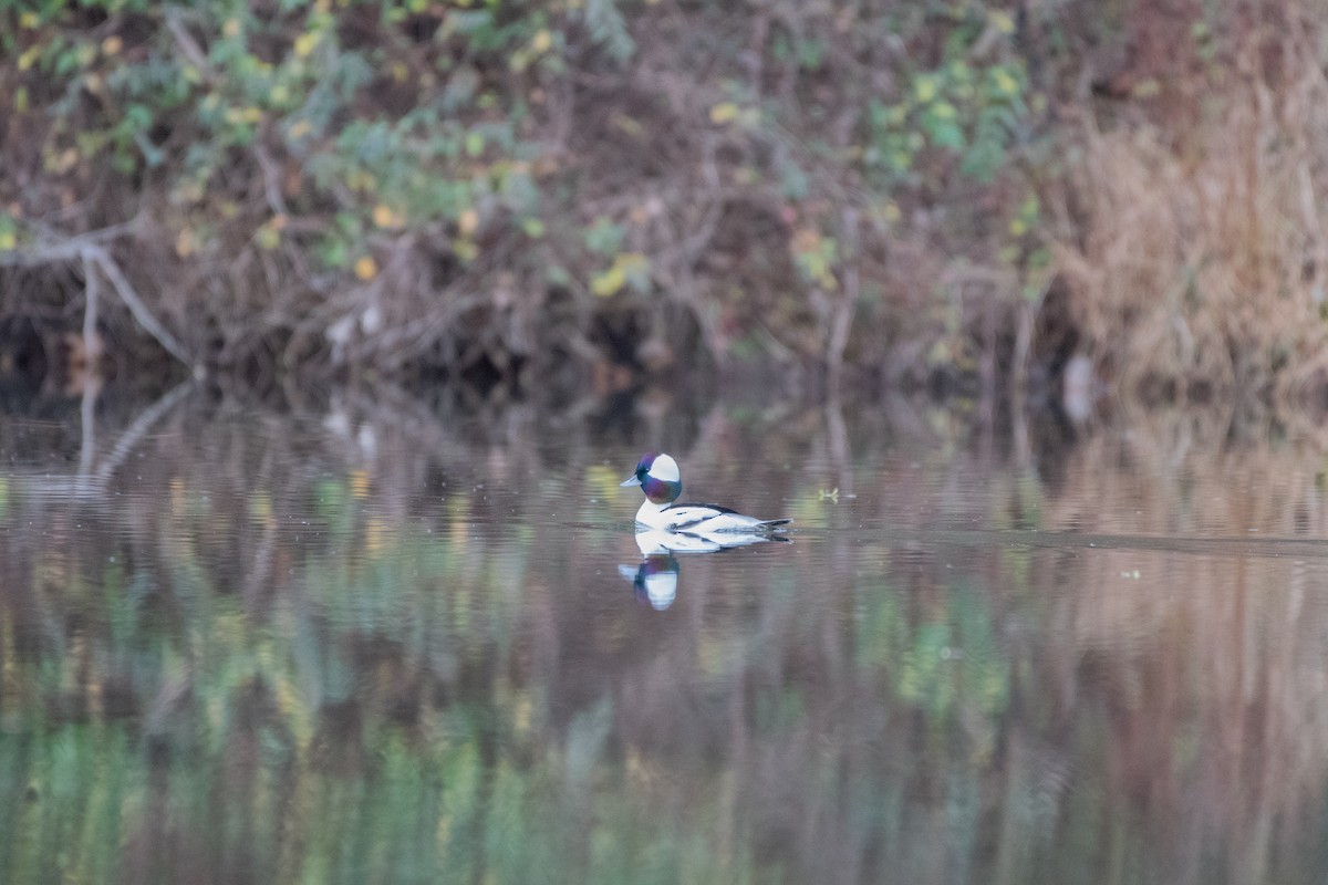 Гоголь малий - ML647624936