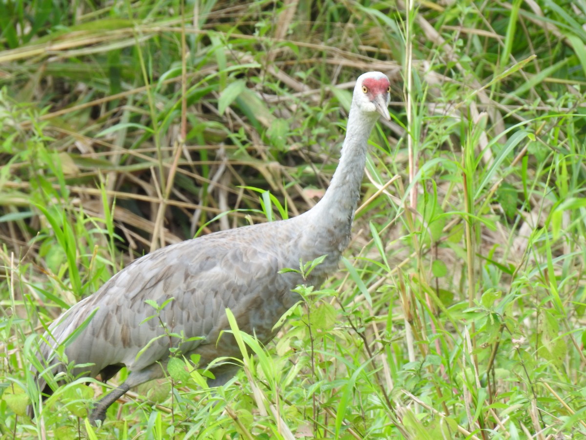 カナダヅル - ML647624937