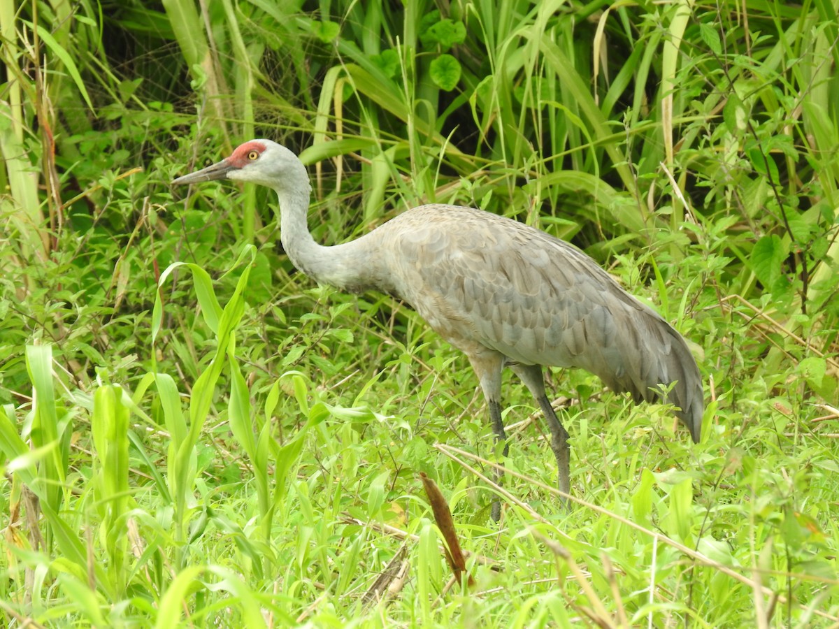 カナダヅル - ML647624939