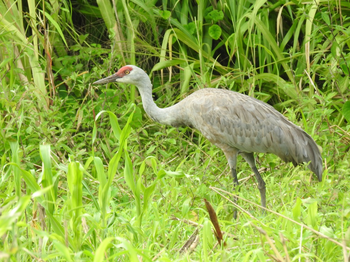 カナダヅル - ML647624942