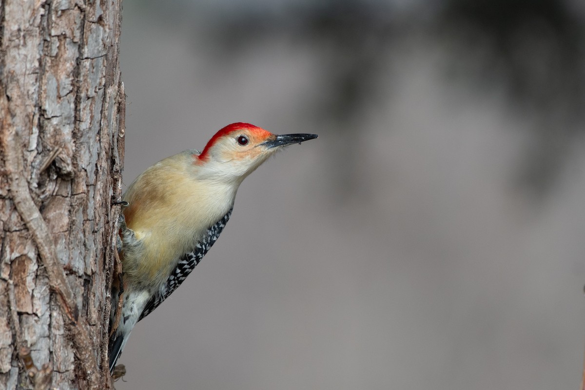 Гіла каролінська - ML647624950