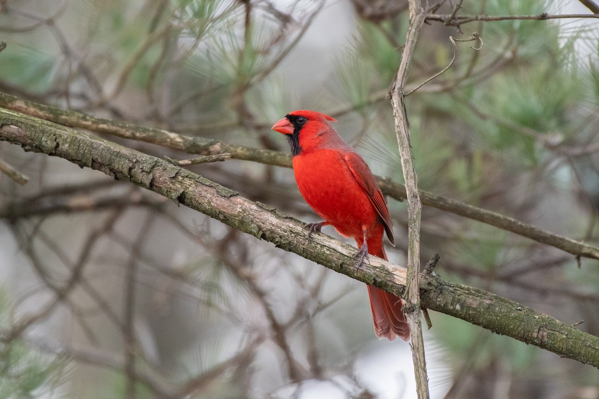 Кардинал червоний - ML647624958
