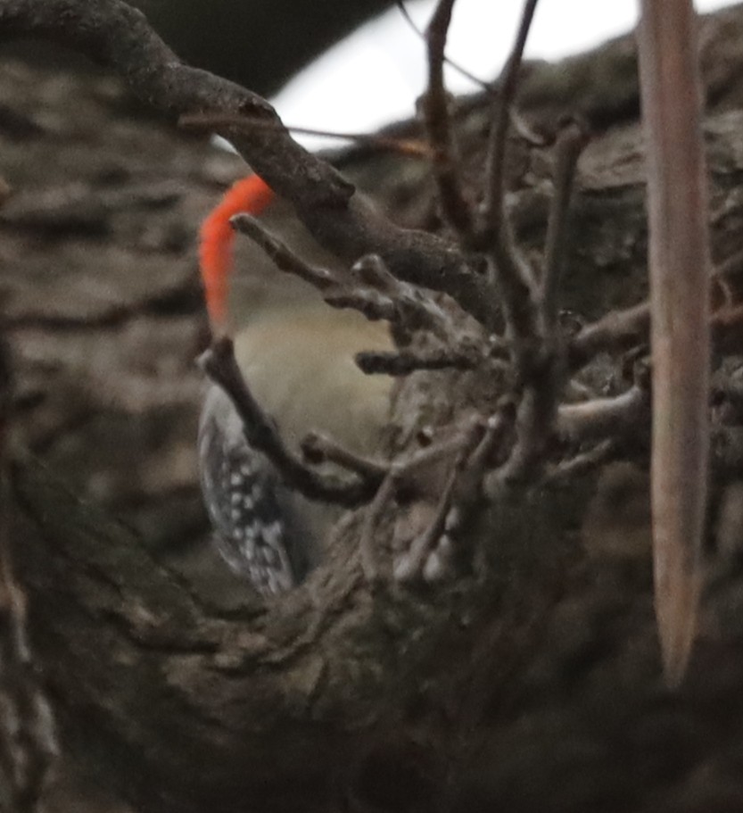 Carolinaspecht - ML647624966