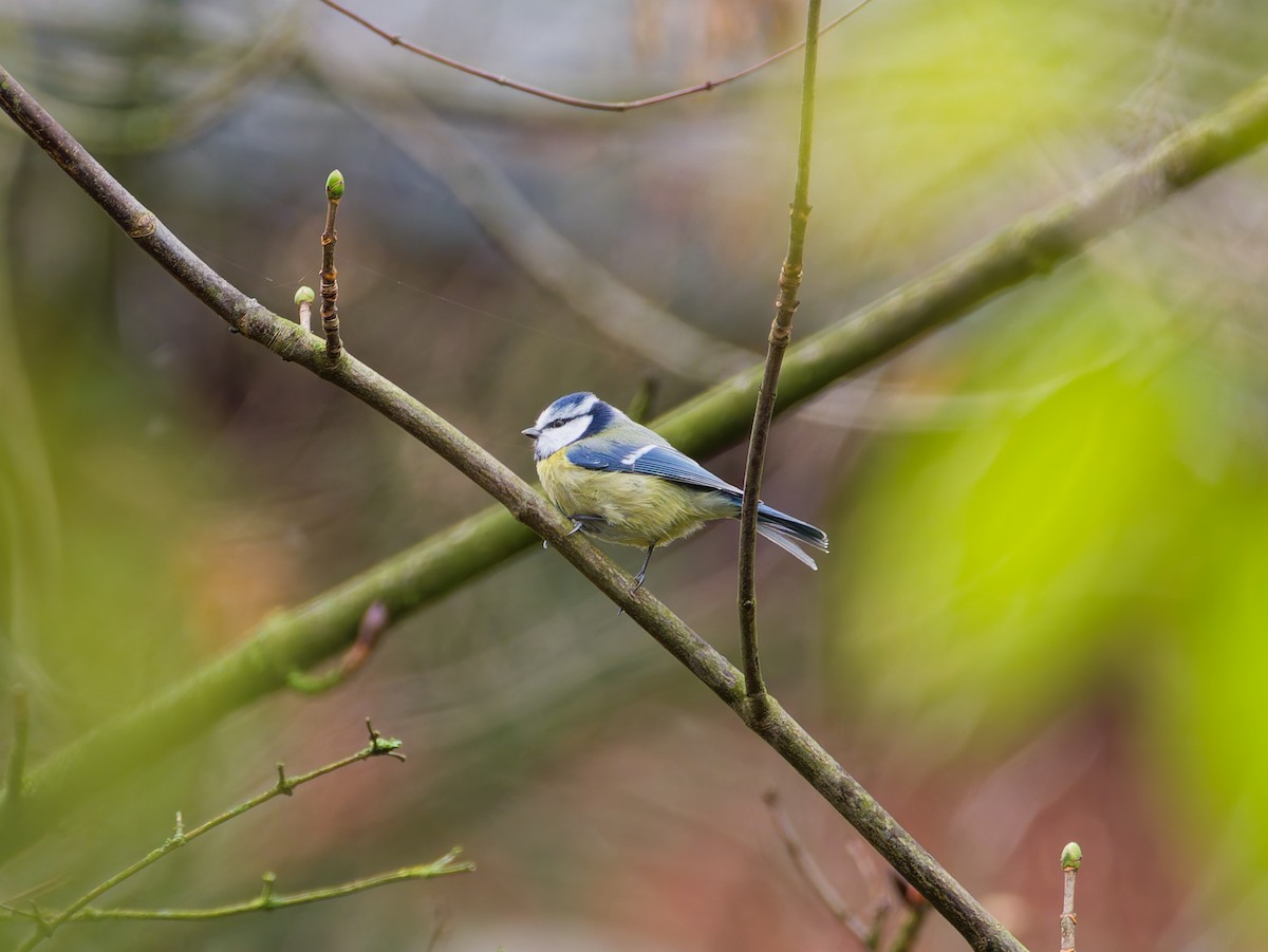 アオガラ - ML647624967