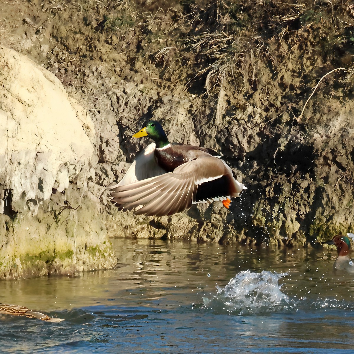 マガモ - ML647624976