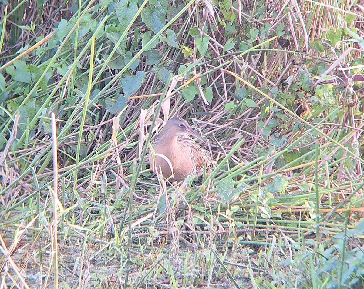 オウサマクイナ - ML647624980