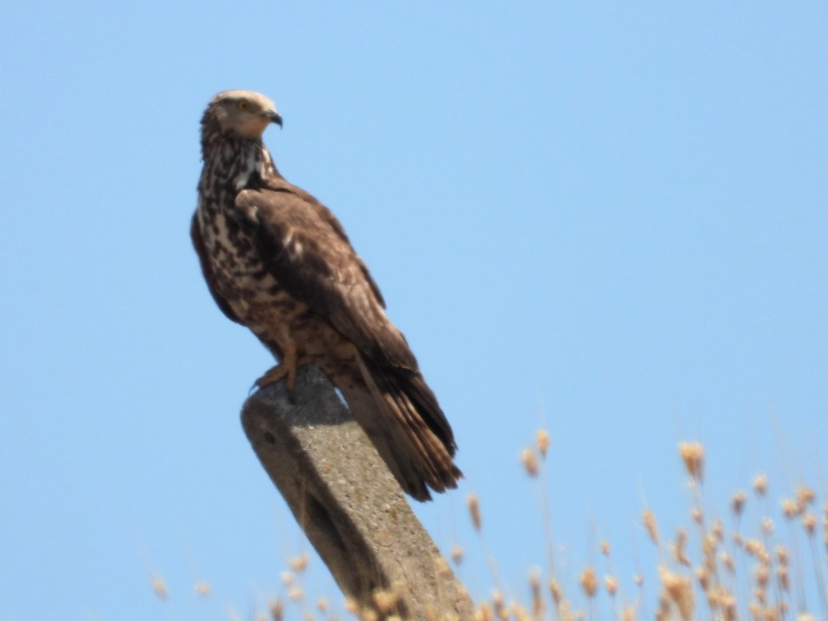 ヨーロッパハチクマ - ML647624981