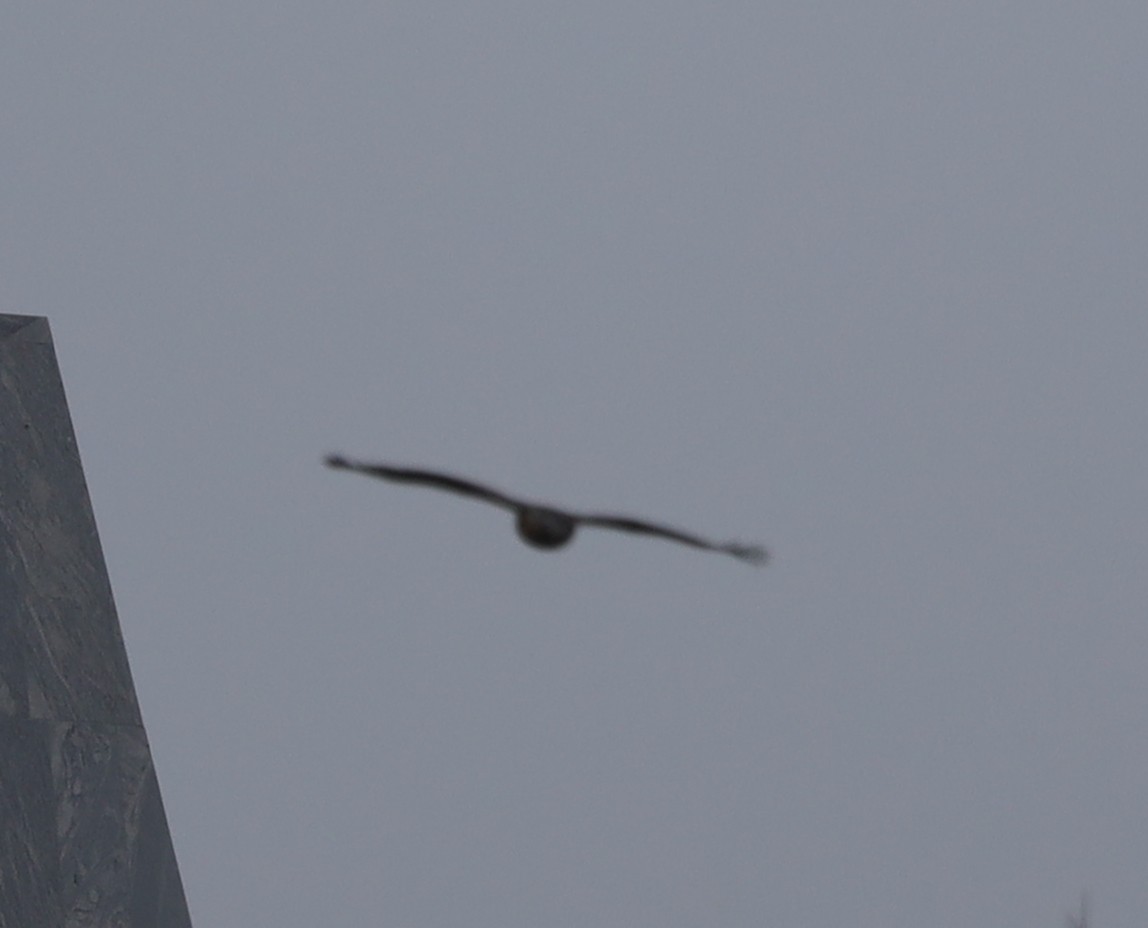 タカ目／ハヤブサ目 - ML647624982