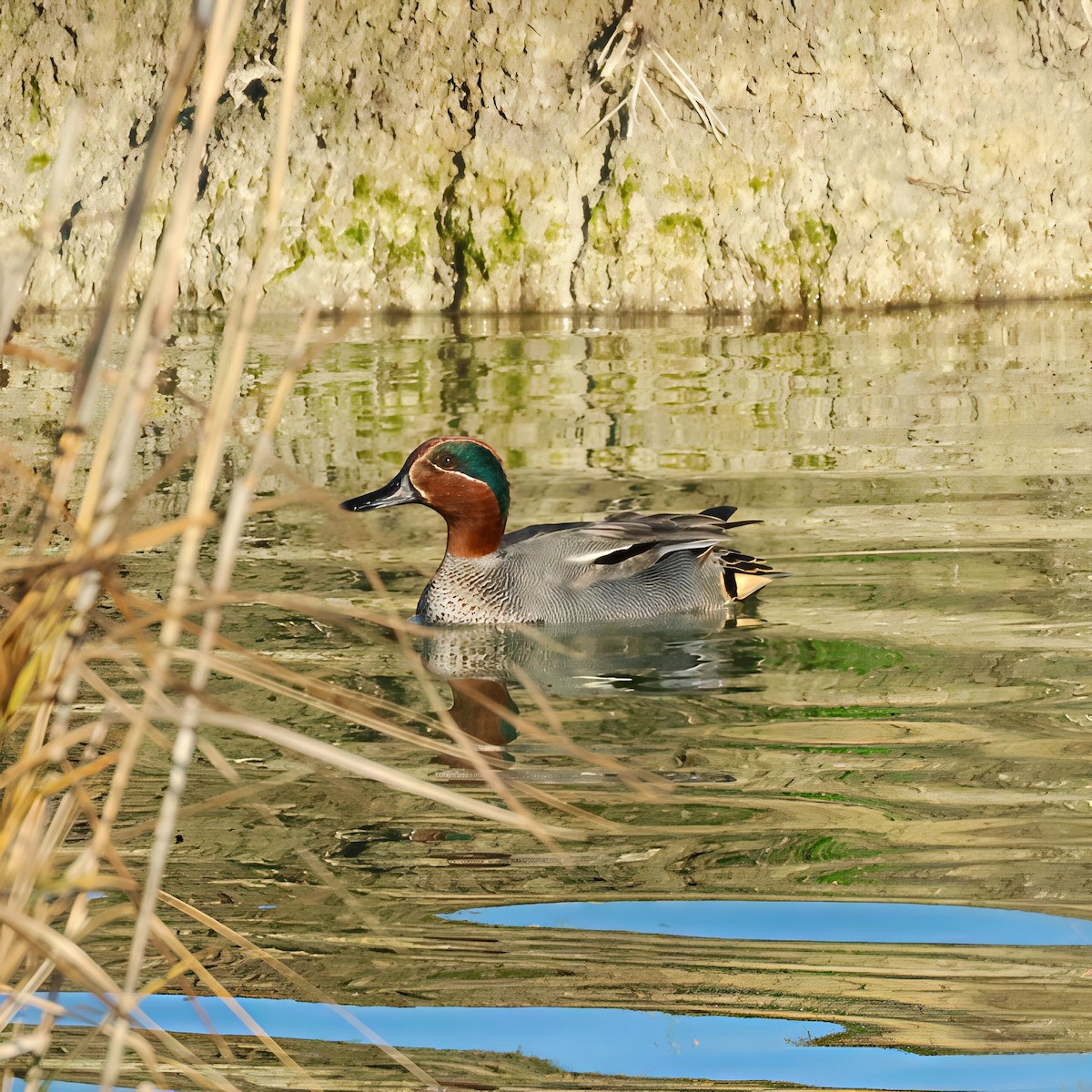 コガモ（亜種 コガモ） - ML647624985