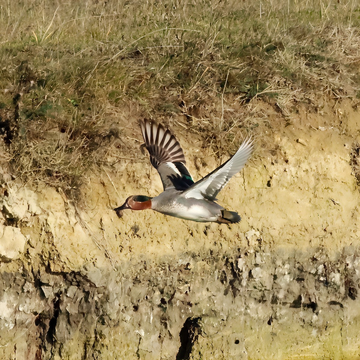 コガモ（亜種 コガモ） - ML647624986
