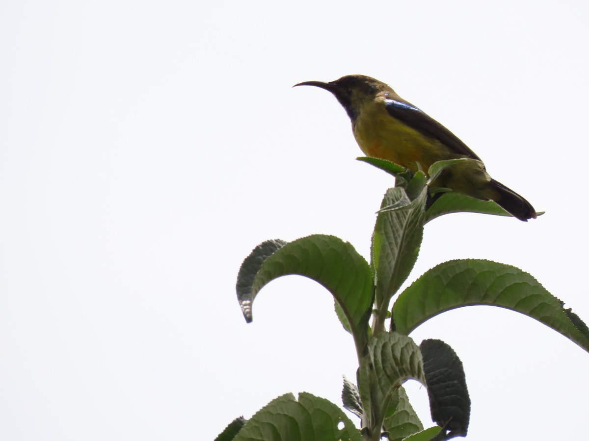 カワリタイヨウチョウ - ML647624987