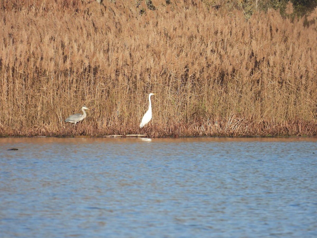 ダイサギ - ML647624988