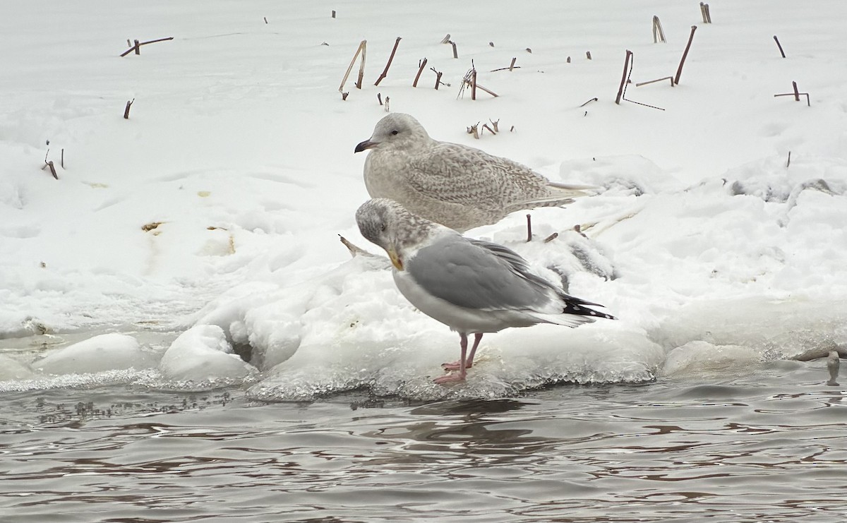 アイスランドカモメ - ML647624990