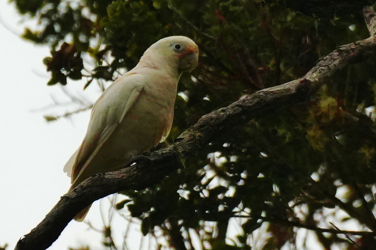 シロビタイムジオウム - ML647624991