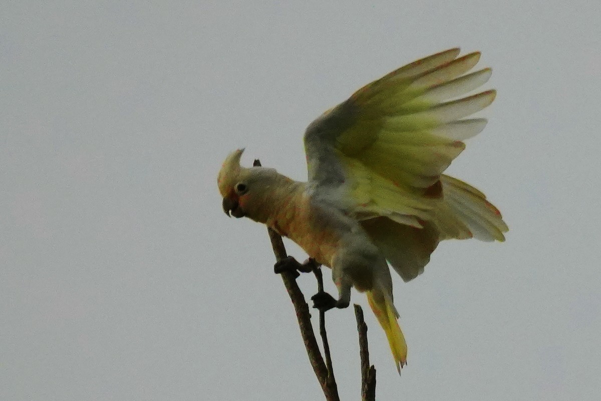 シロビタイムジオウム - ML647624992