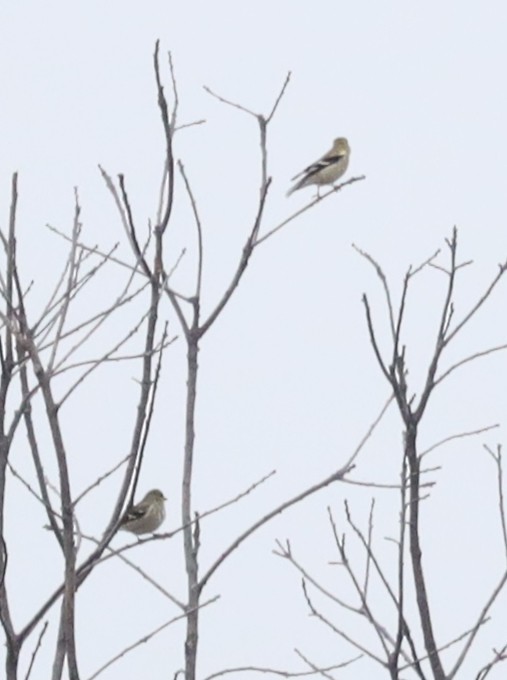 オウゴンヒワ - ML647624994