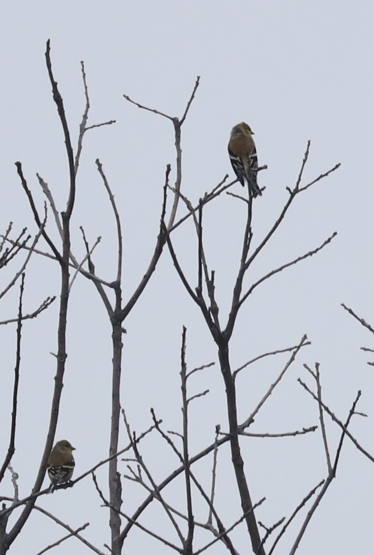 オウゴンヒワ - ML647624995