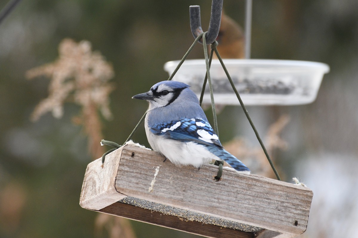 アオカケス - ML647625000