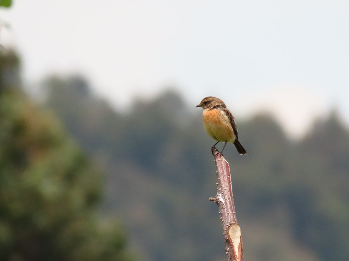 afrikasvartstrupe - ML647625011