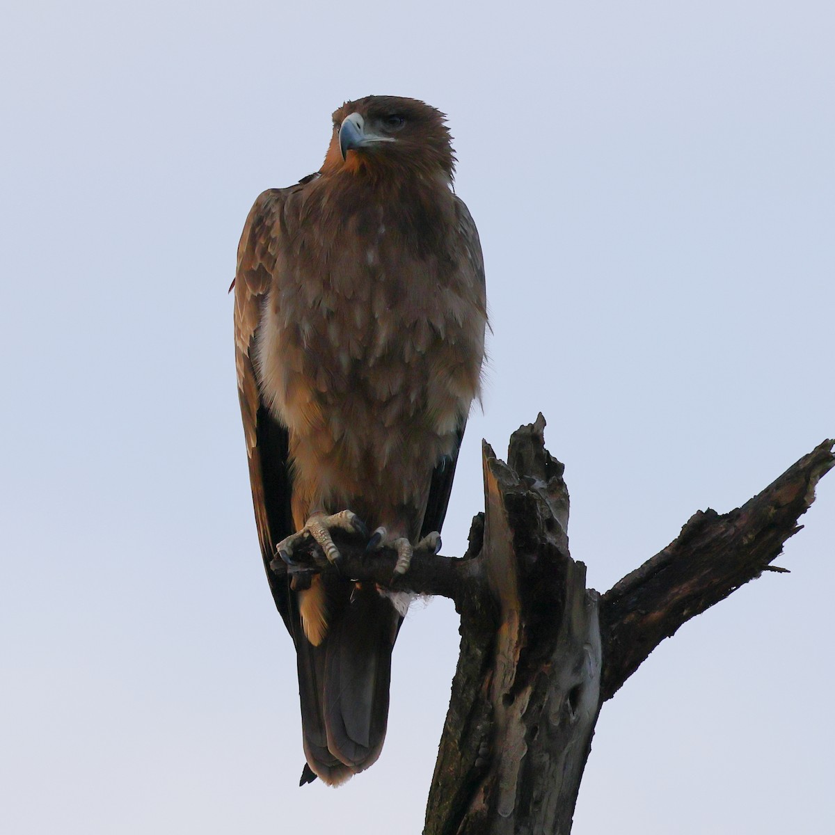Tawny Eagle - ML647625013