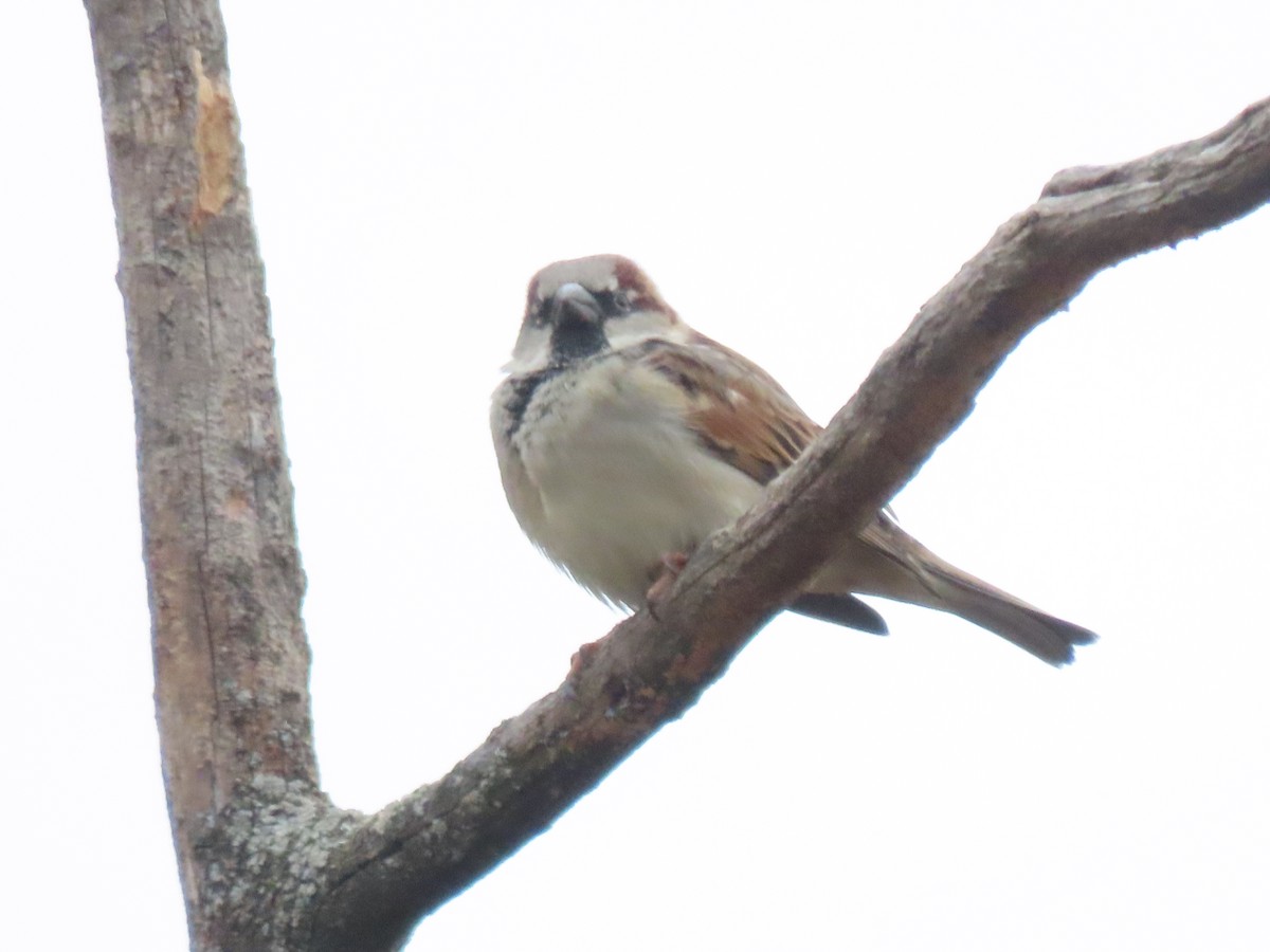 Горобець хатній - ML647625019