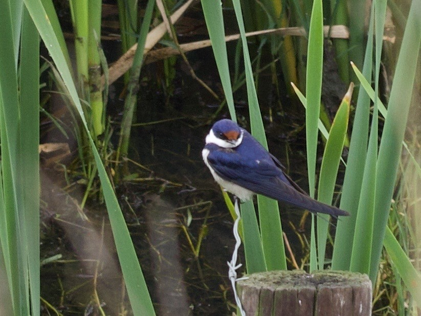 Белогорлая ласточка - ML647625071