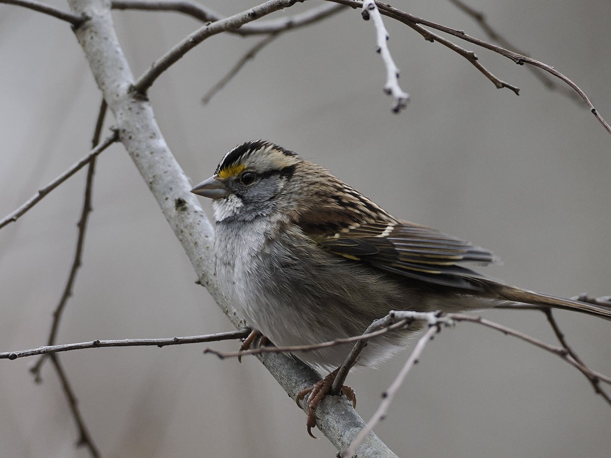 Белогорлая зонотрихия - ML647625074