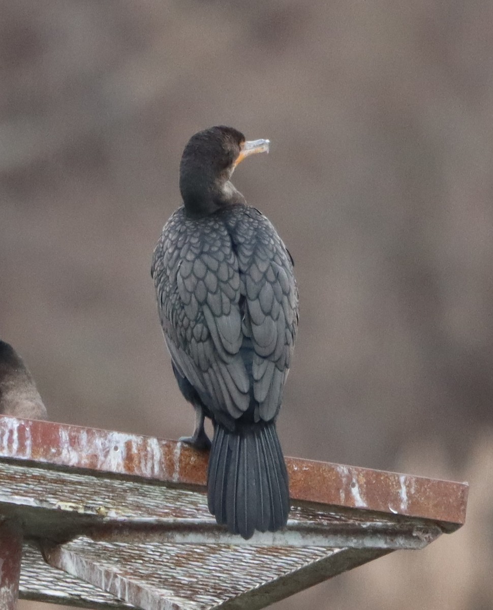 Ушастый баклан - ML647625075