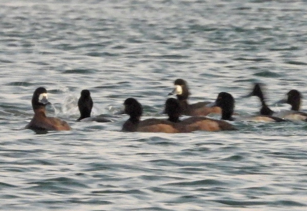 Морская чернеть - ML647625077