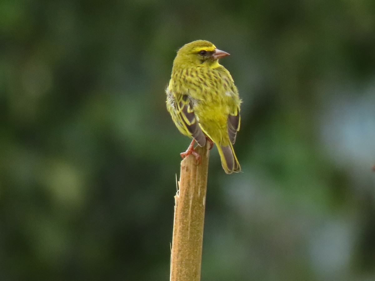 Желтолобый канареечник - ML647625078