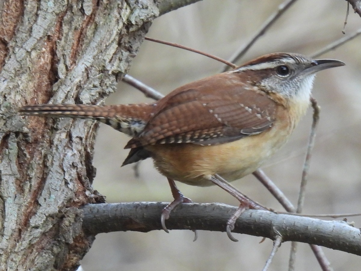 Каролинский крапивник - ML647625079