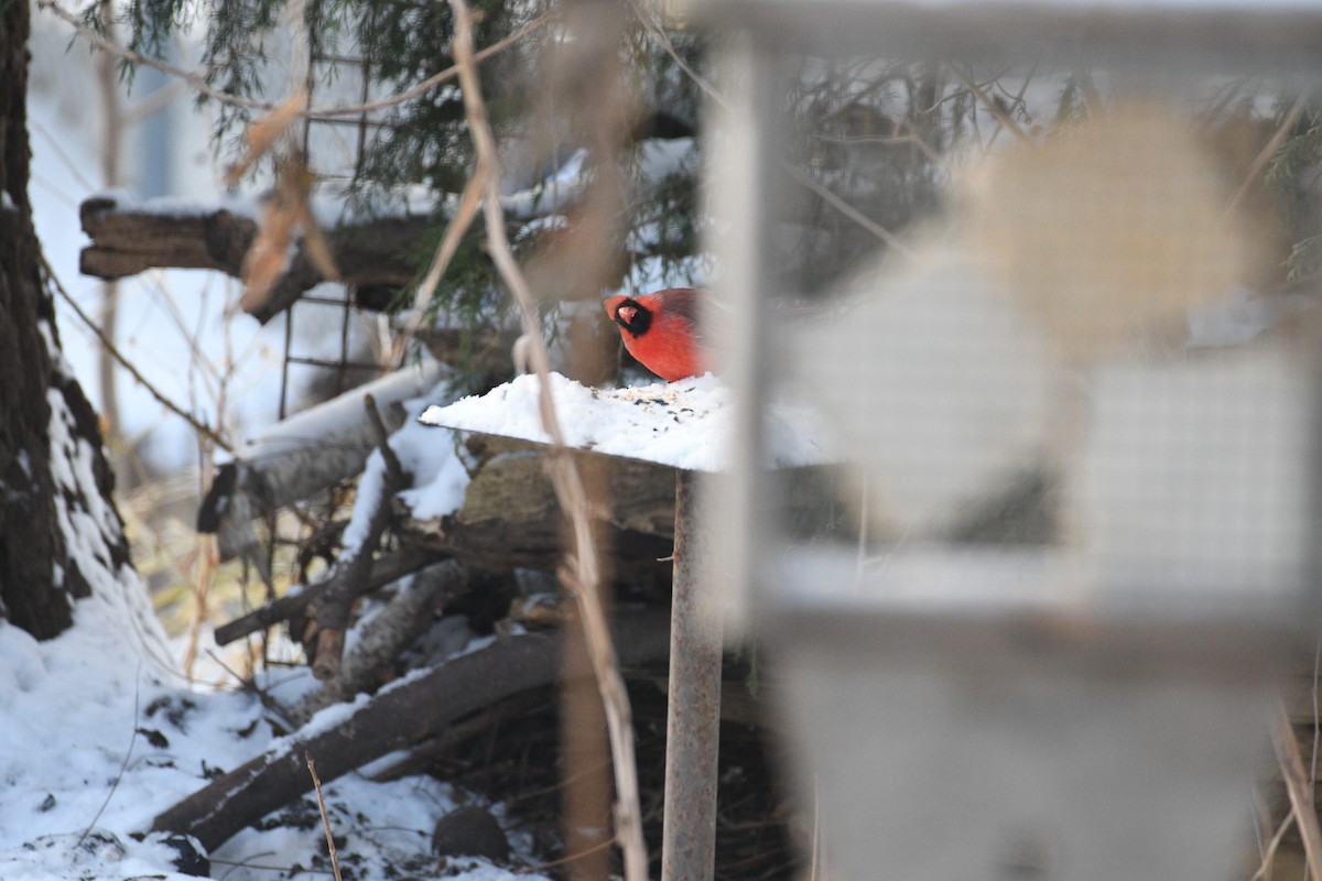 Красный кардинал - ML647625083