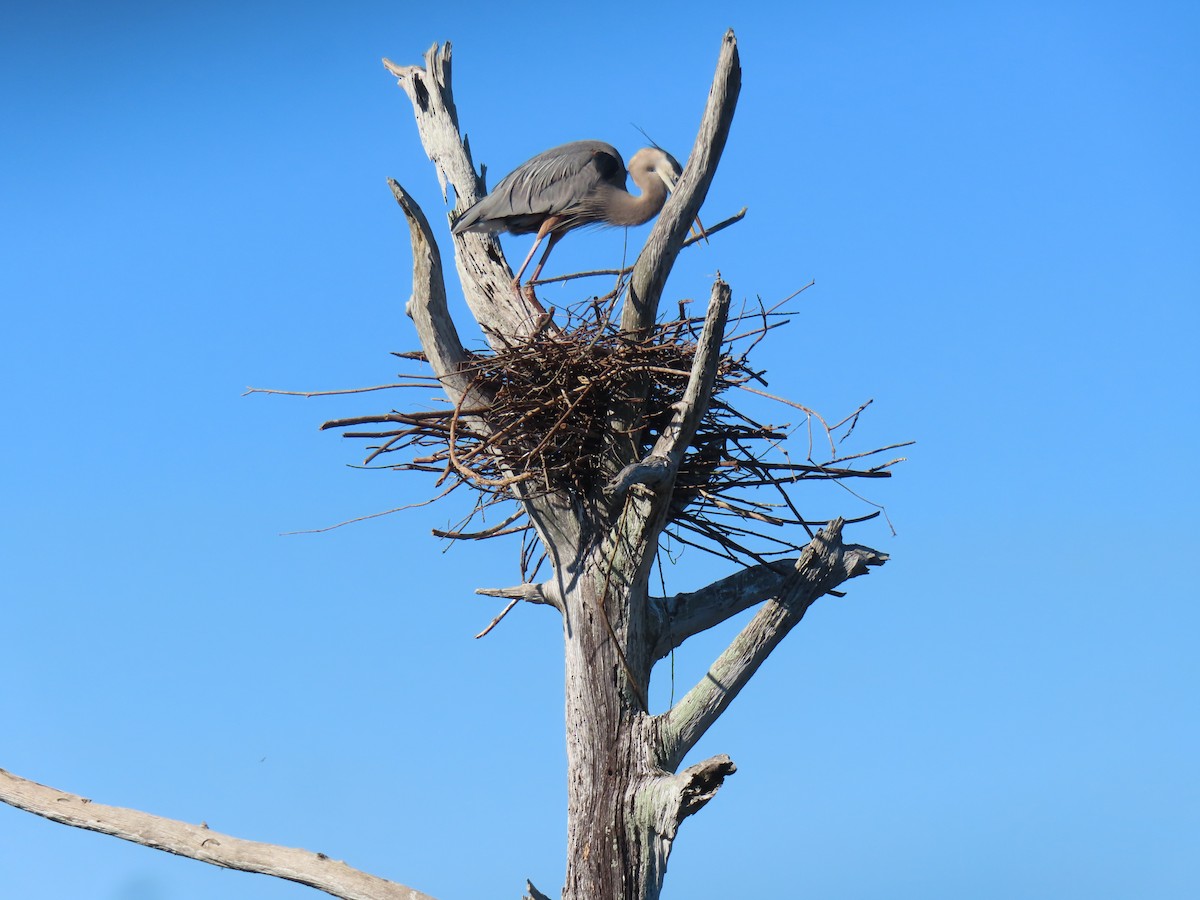 Большая голубая цапля - ML647625084