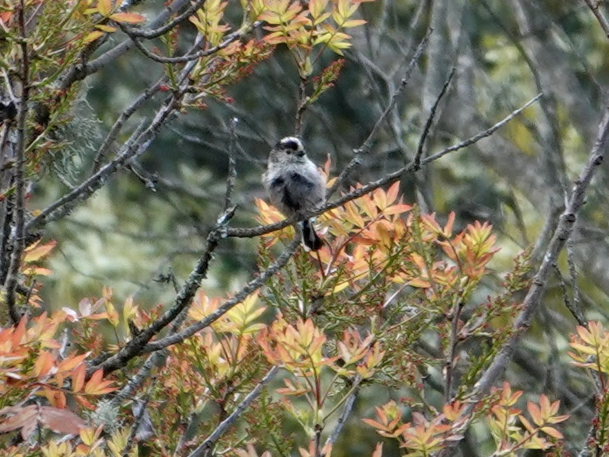 Ополовник - ML647625086