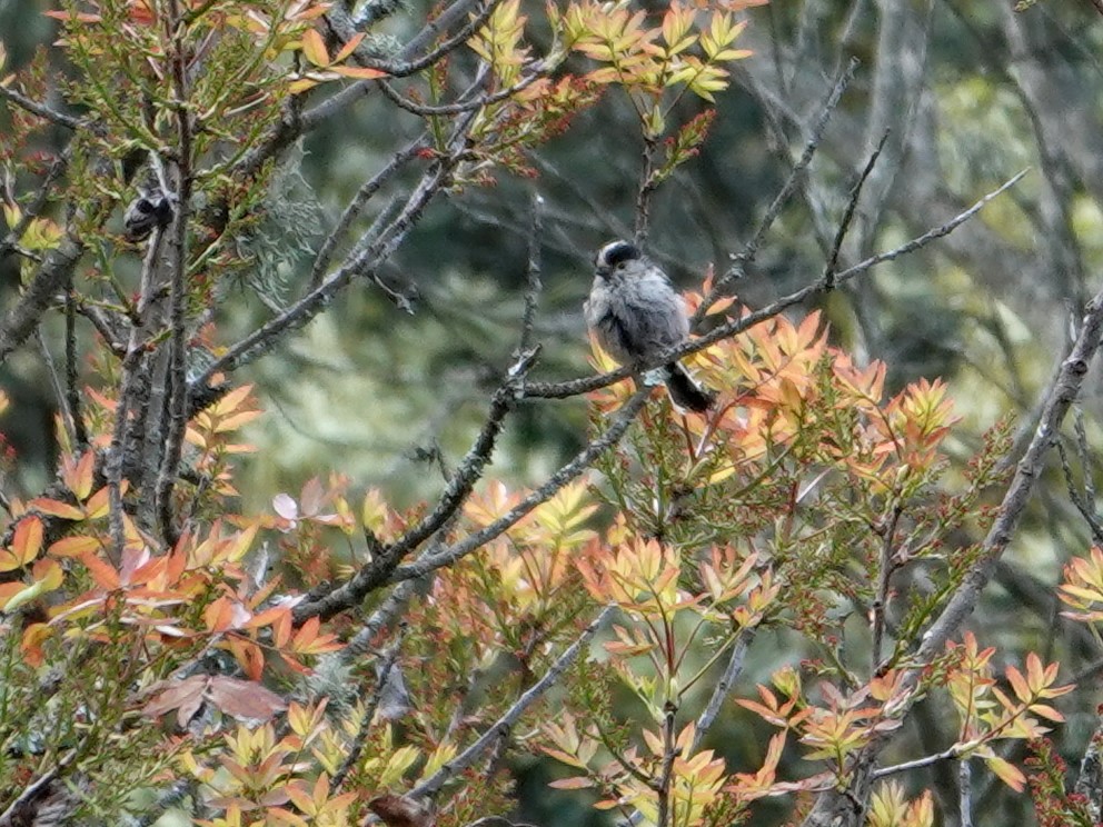 Ополовник - ML647625087