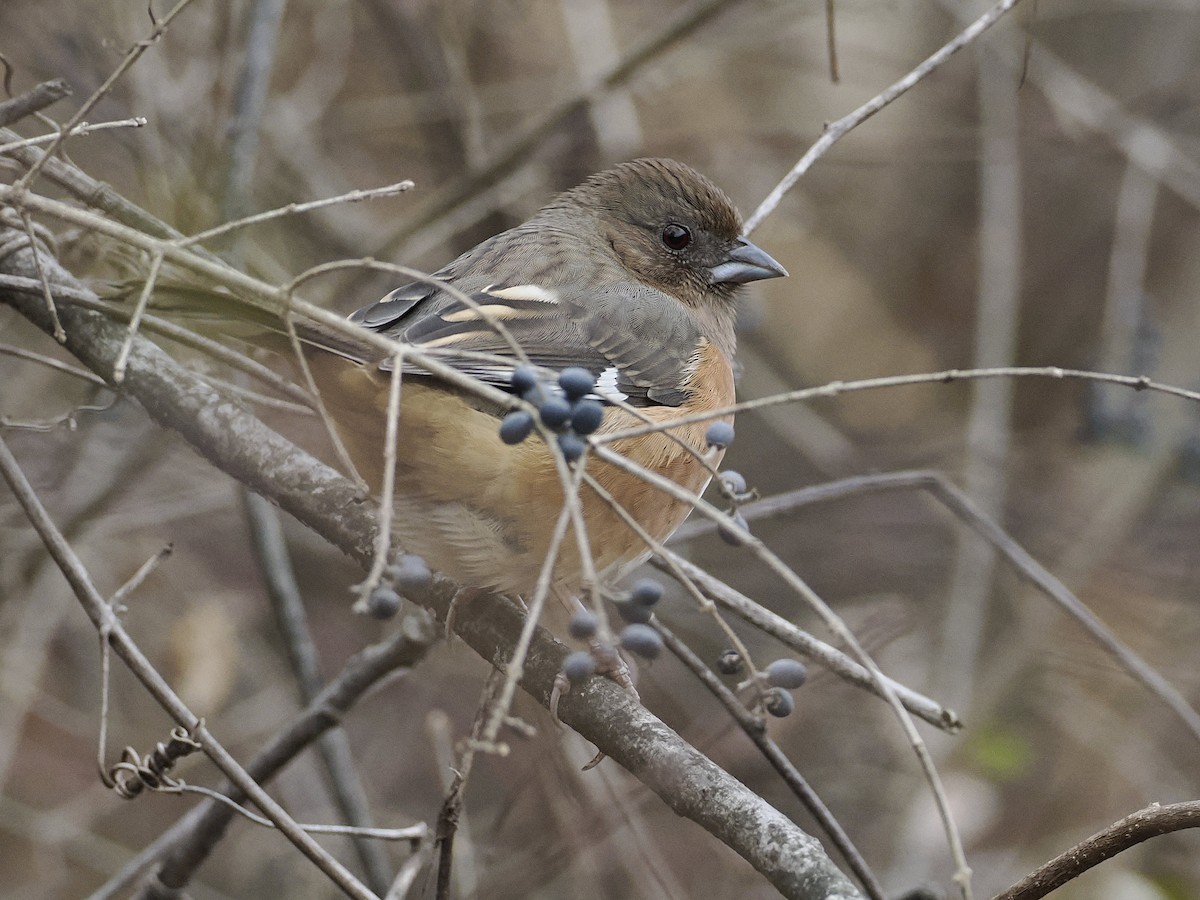 Красноглазый тохи - ML647625088