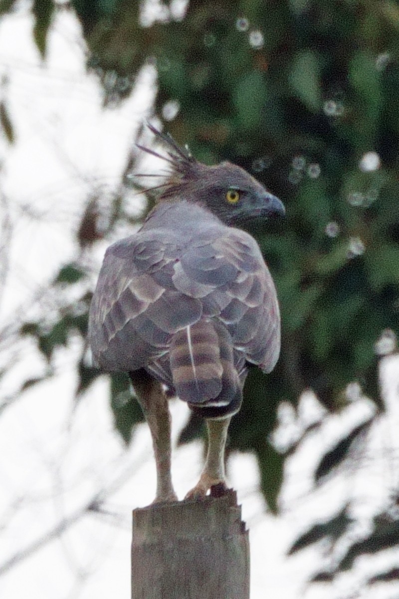 Изменчивый хохлатый орёл - ML647625095