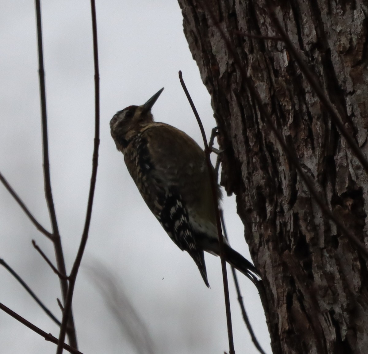 Желтобрюхий дятел-сокоед - ML647625096